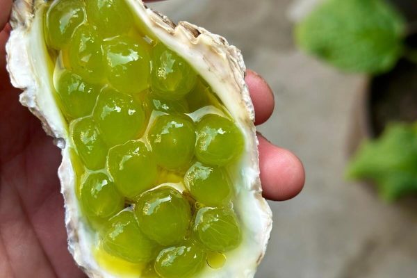 生牡蠣とデラウェア